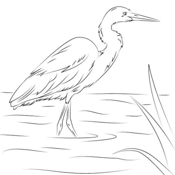 Цапля рисунок карандашом