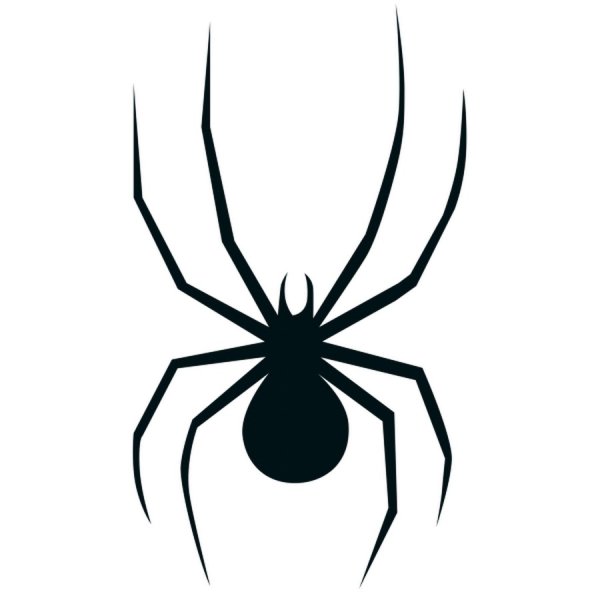 Паук рисунок карандашом для срисовки