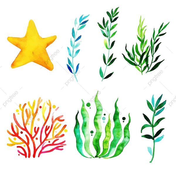 Раскраска морские водоросли