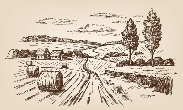 Пшеница раскраска