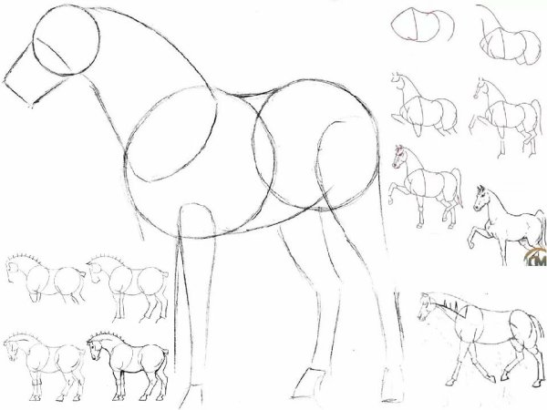 Как научиться рисовать лошадь
