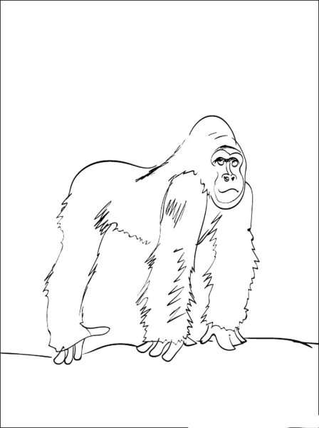 Горилла раскраска