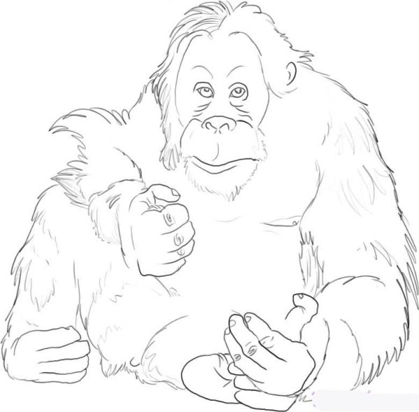 Орангутанг раскраска для детей