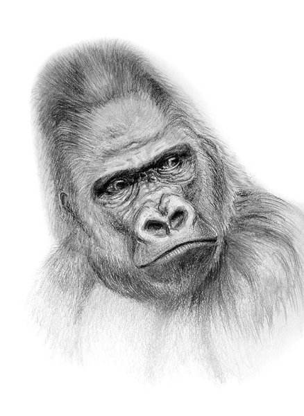 Обезьяна рисунок карандашом