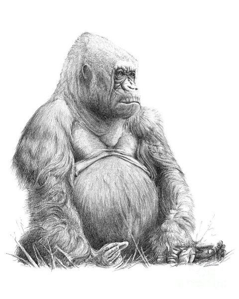Горилла карандашом