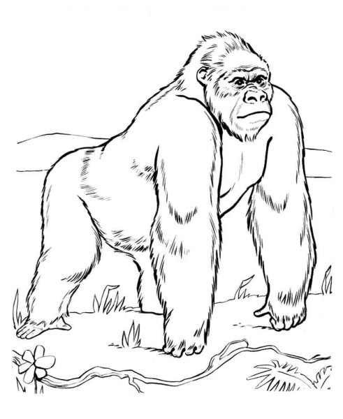 Горилла раскраска