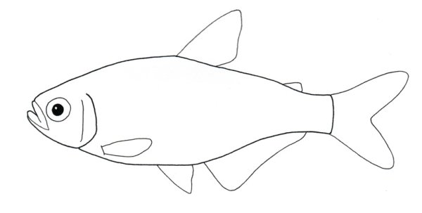 Контур рыбы карандашом
