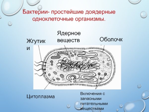 Простейшие микроорганизмы строение