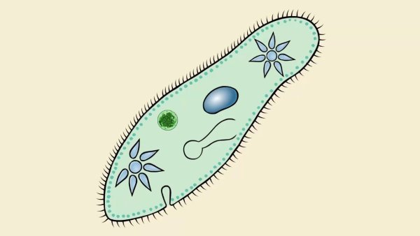 Микробы на белом фоне
