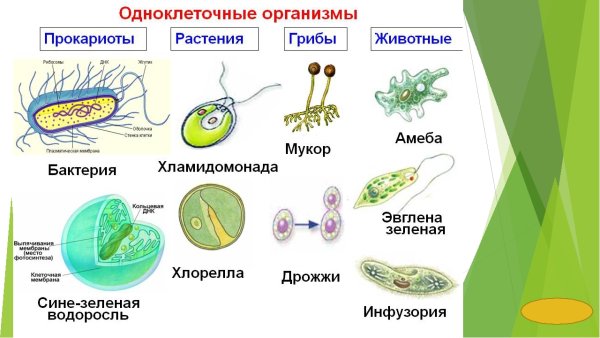 Бактерии раскраска