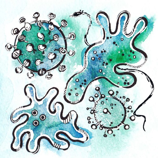 Простейшие protozoa