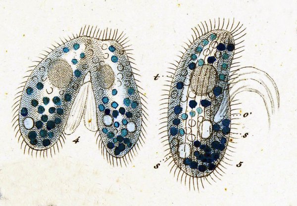 Строение одноклеточных организмов бактерии