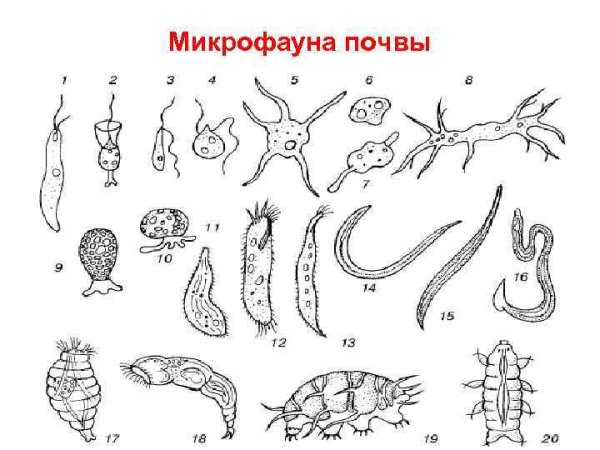 Простейшие одноклеточные организмы