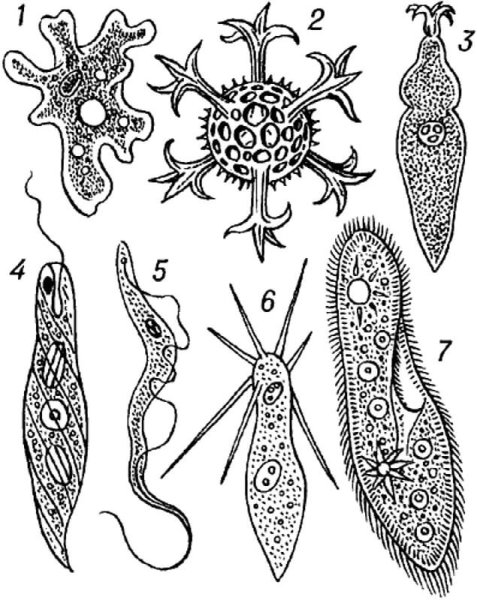 Свободноживущие одноклеточные