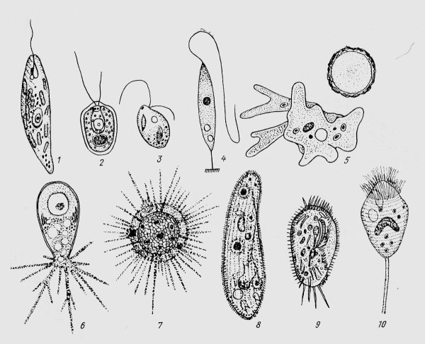 Саркодовые жгутиковые инфузории