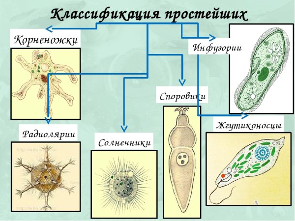 Корненожки радиолярии солнечники Споровики
