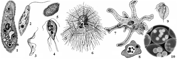 Радиолярия фораминифера амёба солнечник