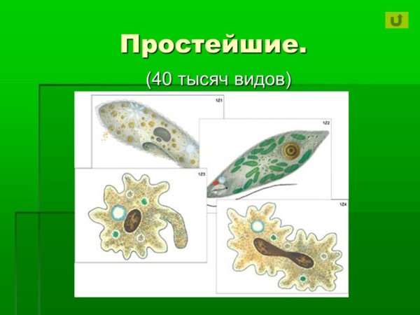 Простые одноклеточные организмы