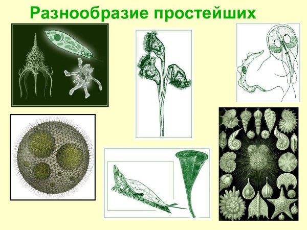 Царство протисты водоросли
