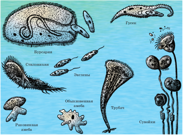 Одноклеточные животные