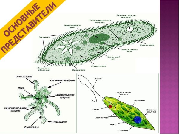 Таблица по биологии 7 класс одноклеточные простейшие животные