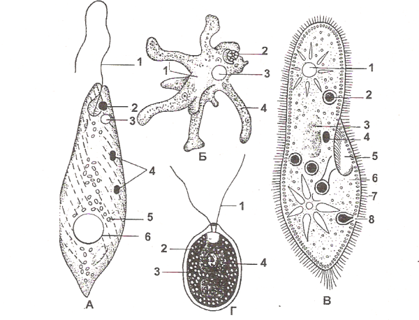 Амеба инфузория туфелька эвглена зеленая рисунок