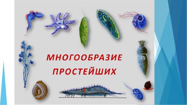 Разнообразие протистов