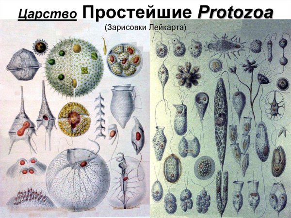 Царство простейшие Protista protozoa