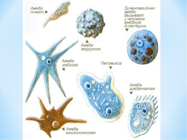 Саркодовые простейшие представители