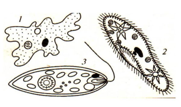Инфузория туфелька амеба и одноклеточные организмы