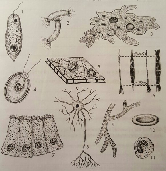 Форма клеток тела животных