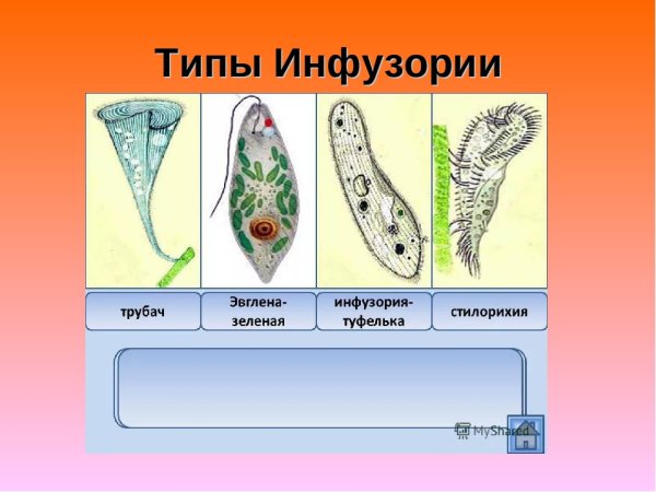 Эвглена зеленая и инфузория туфелька
