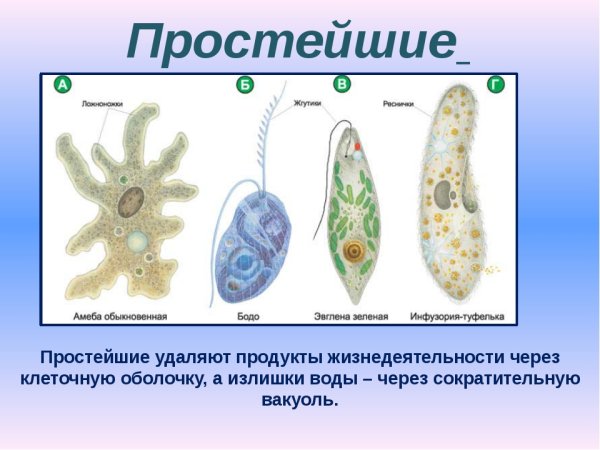 Простейшие биология