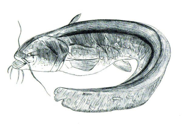 Рисунок сома