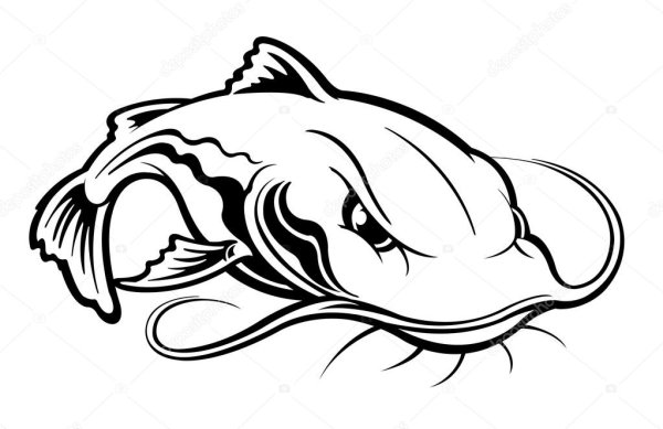 Налим иллюстрация