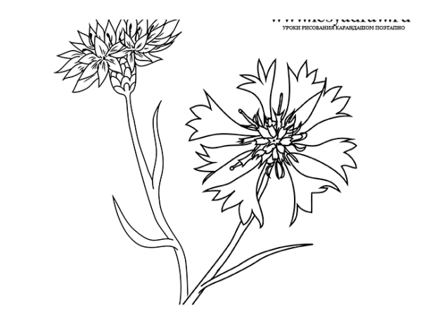 Василек карандашом