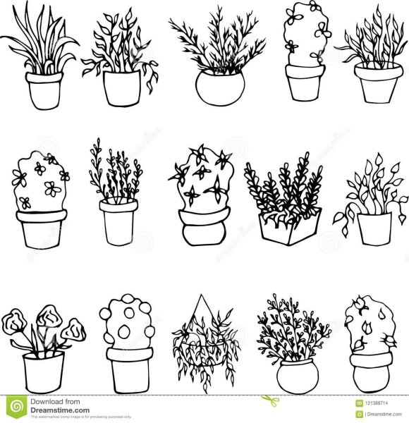Наброски растений в горшке