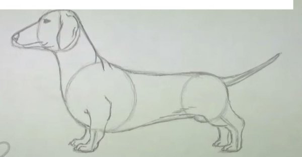 Рисунок таксы пошагово