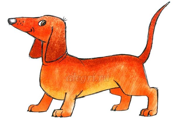 Рисование таксы для дошкольников