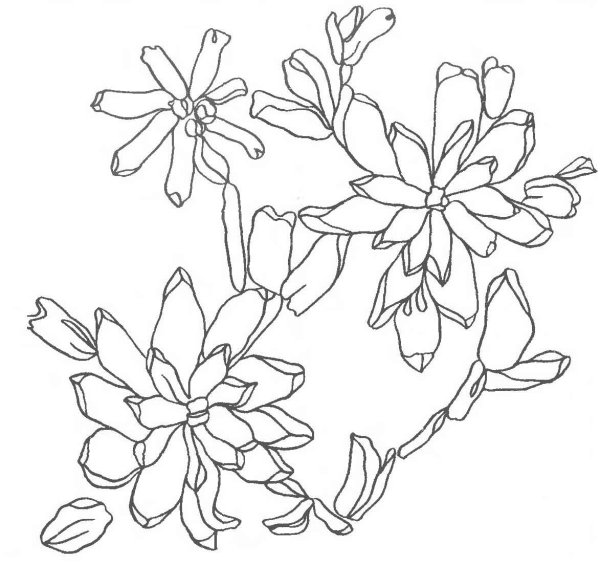 Эскизы для вышивания лентами