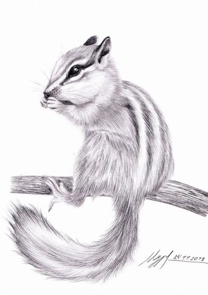 Как нарисовать бурундука