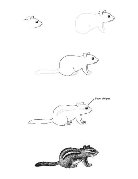 Бурундук в графике