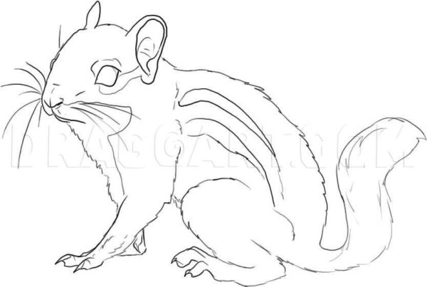 Бурундук черно белый