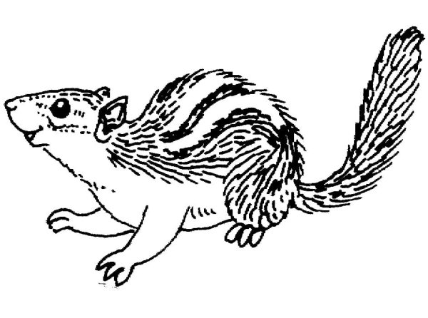 Бурундук темный