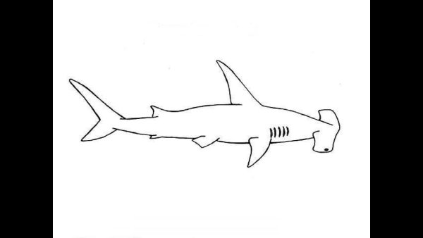 Акула пошаговое рисование