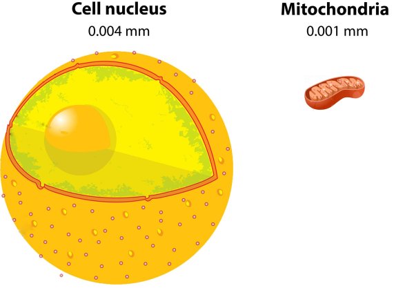 Ядрышко клетки рисунок