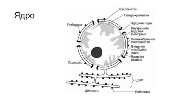 Схема строения ядра клетки