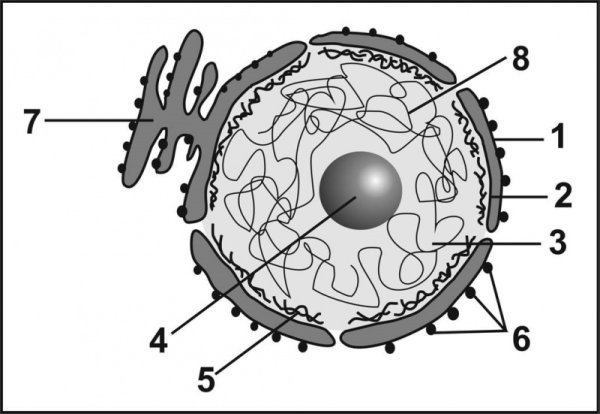 Схема ядра клетки