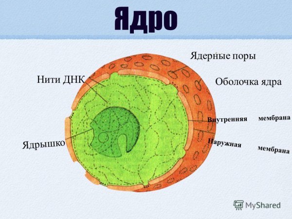 Строение оболочки ядра клетки
