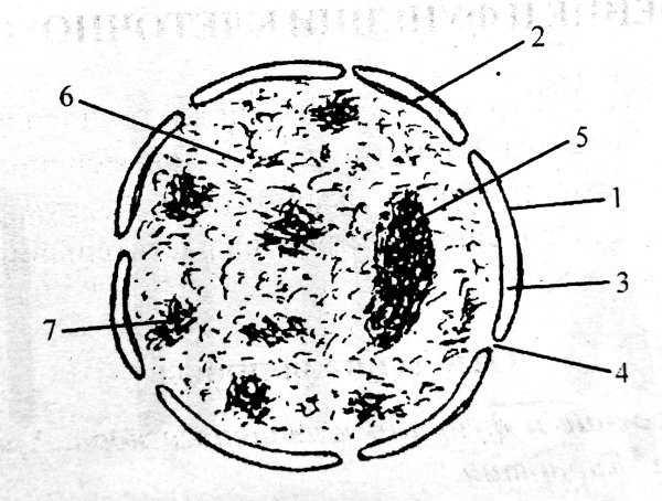 Строение интерфазного ядра